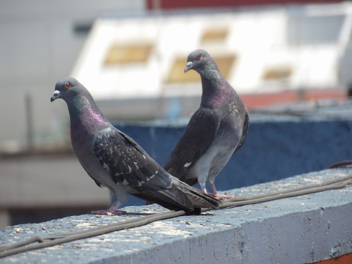 Rock Pigeon (Feral Pigeon) - ML619415954