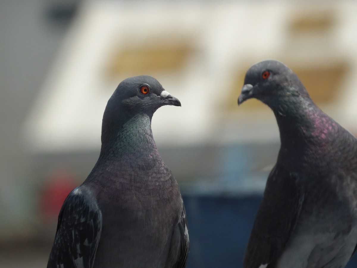 Rock Pigeon (Feral Pigeon) - ML619415975