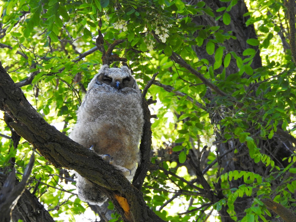 Great Horned Owl - ML619415978