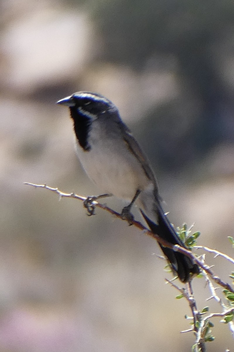 Black-throated Sparrow - ML619415992