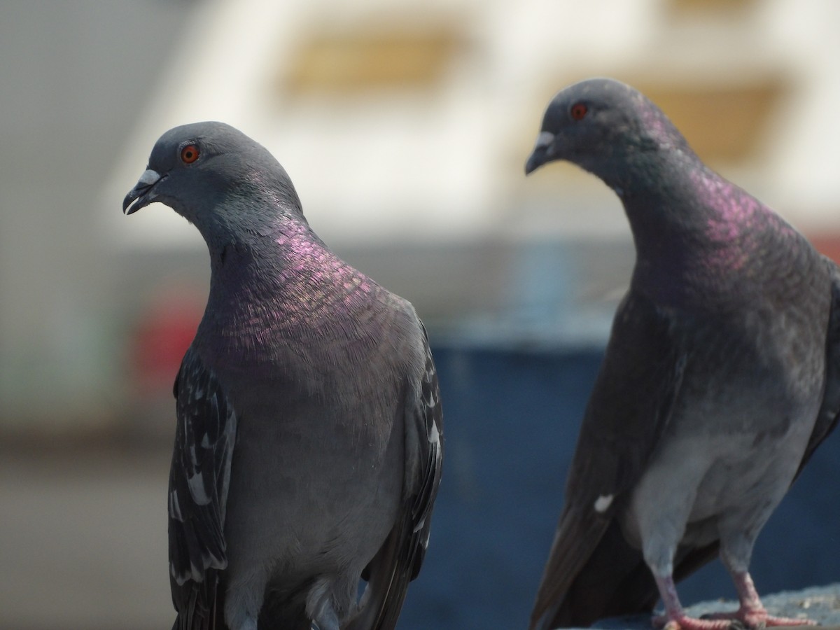Rock Pigeon (Feral Pigeon) - ML619415995