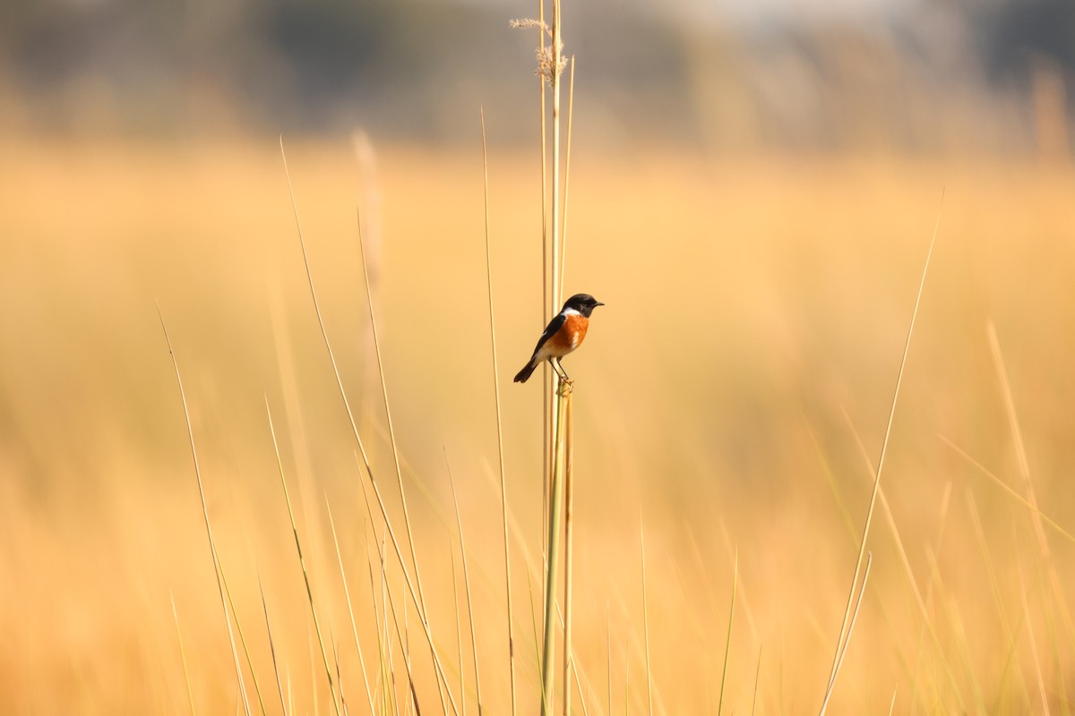 African Stonechat - ML619416078