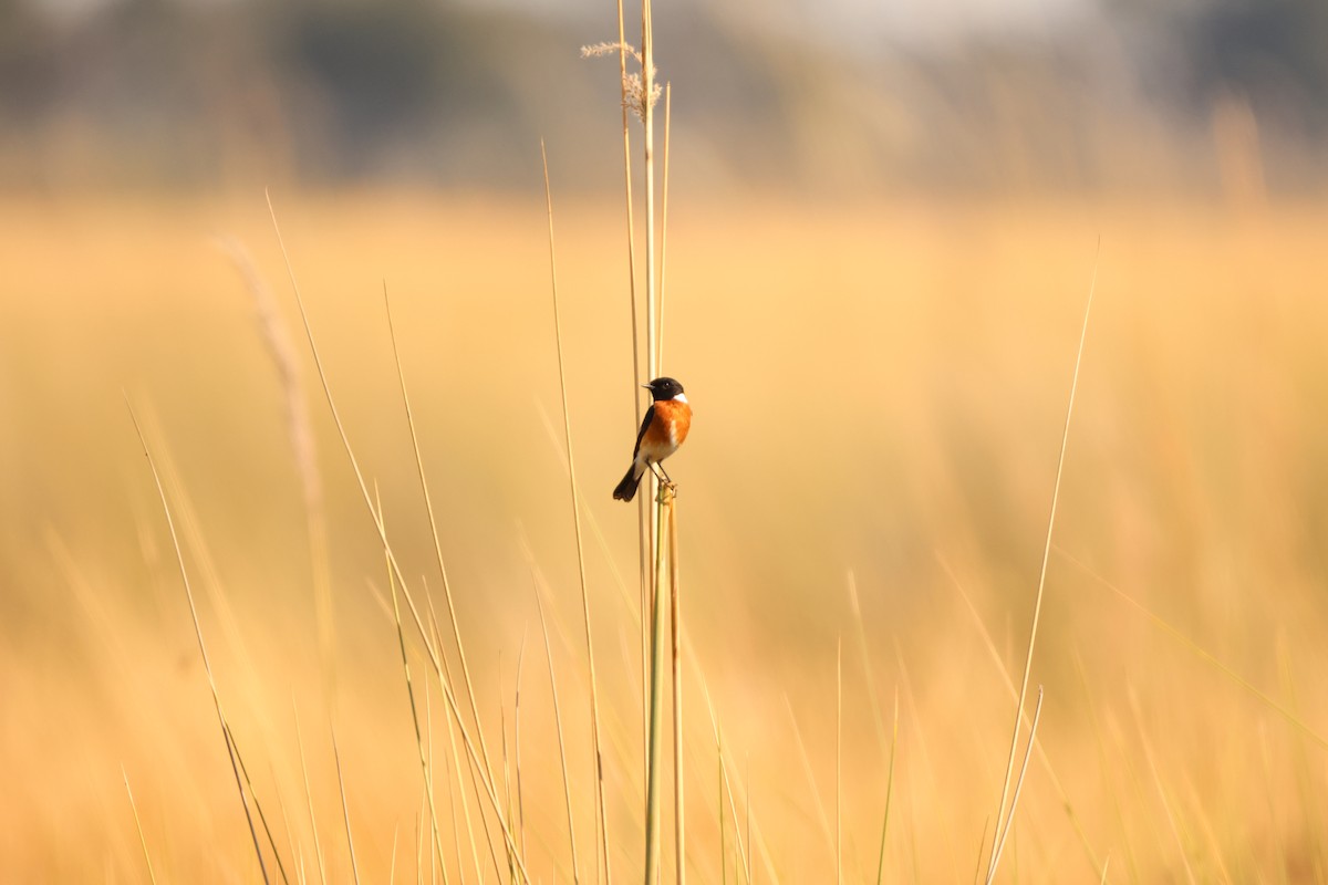 African Stonechat - ML619416079
