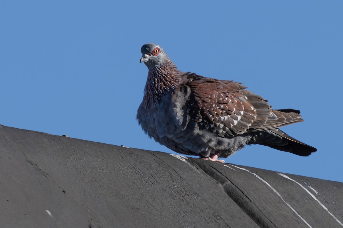 Speckled Pigeon - ML619416107