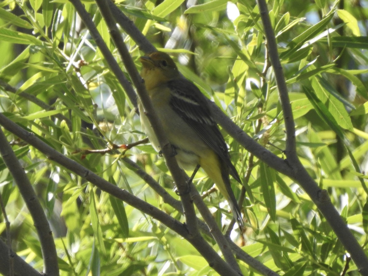 Western Tanager - ML619416130