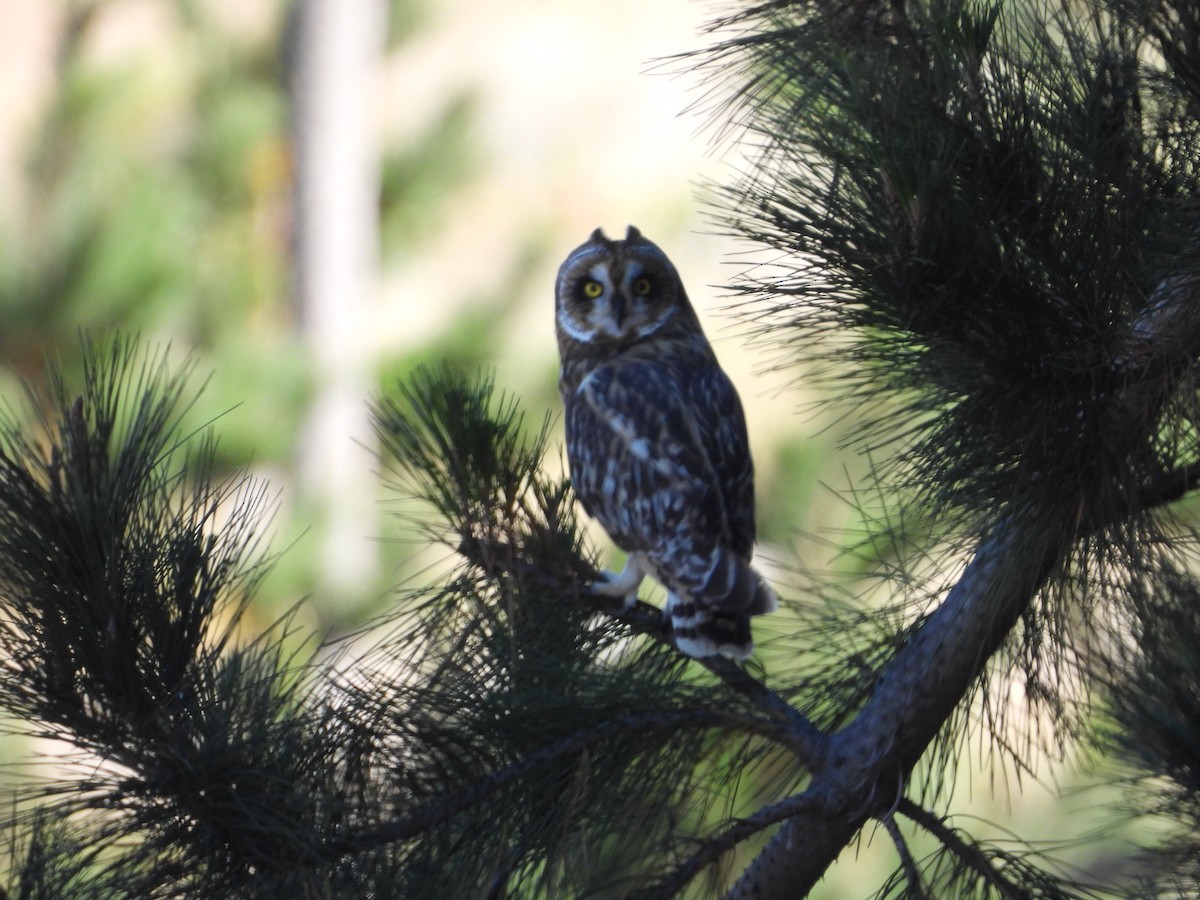 Short-eared Owl - ML619416134