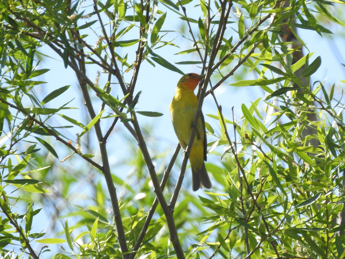 Western Tanager - ML619416141