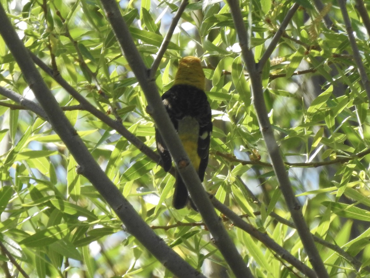Western Tanager - ML619416153