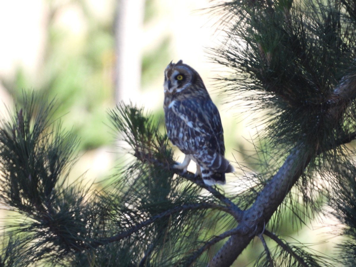 Short-eared Owl - ML619416154