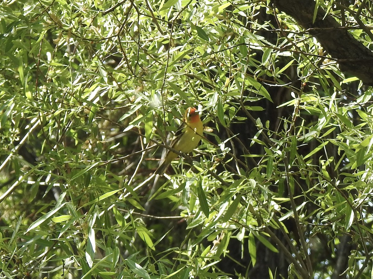 Western Tanager - ML619416155