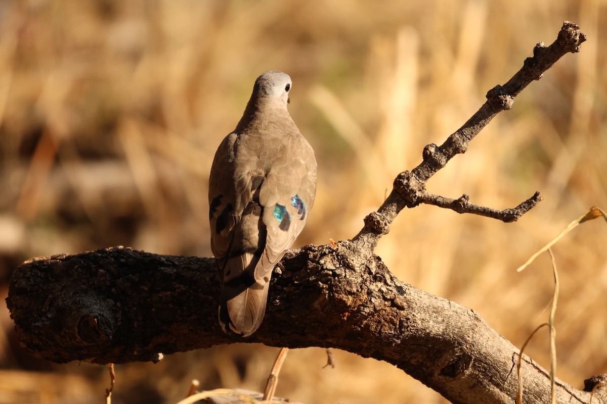 Emerald-spotted Wood-Dove - ML619416157