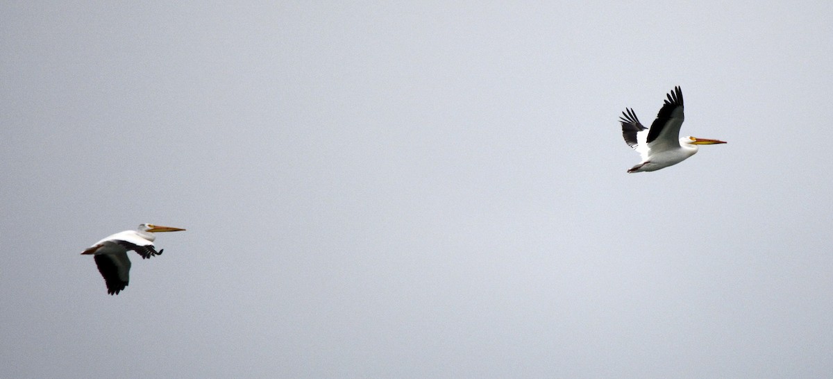Пелікан рогодзьобий - ML619416173