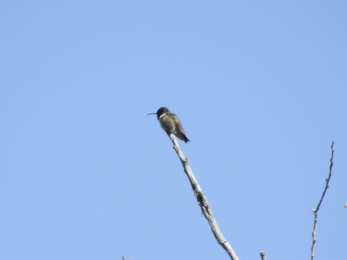 Black-chinned Hummingbird - ML619416194