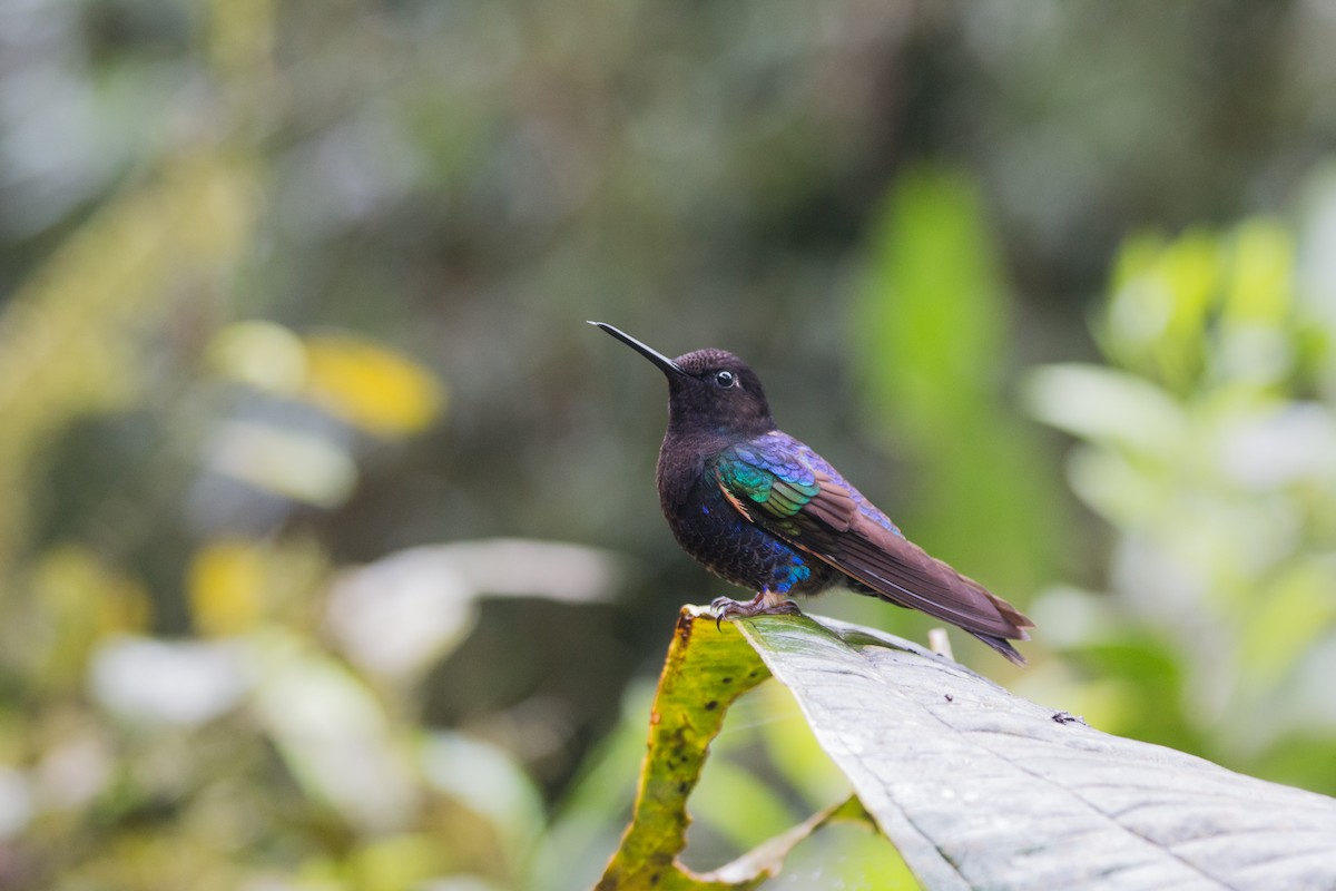 kolibřík hyacintový - ML619416228