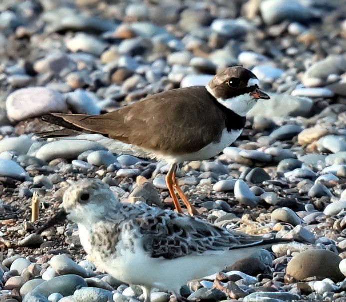 Semipalmated Plover - ML619416278