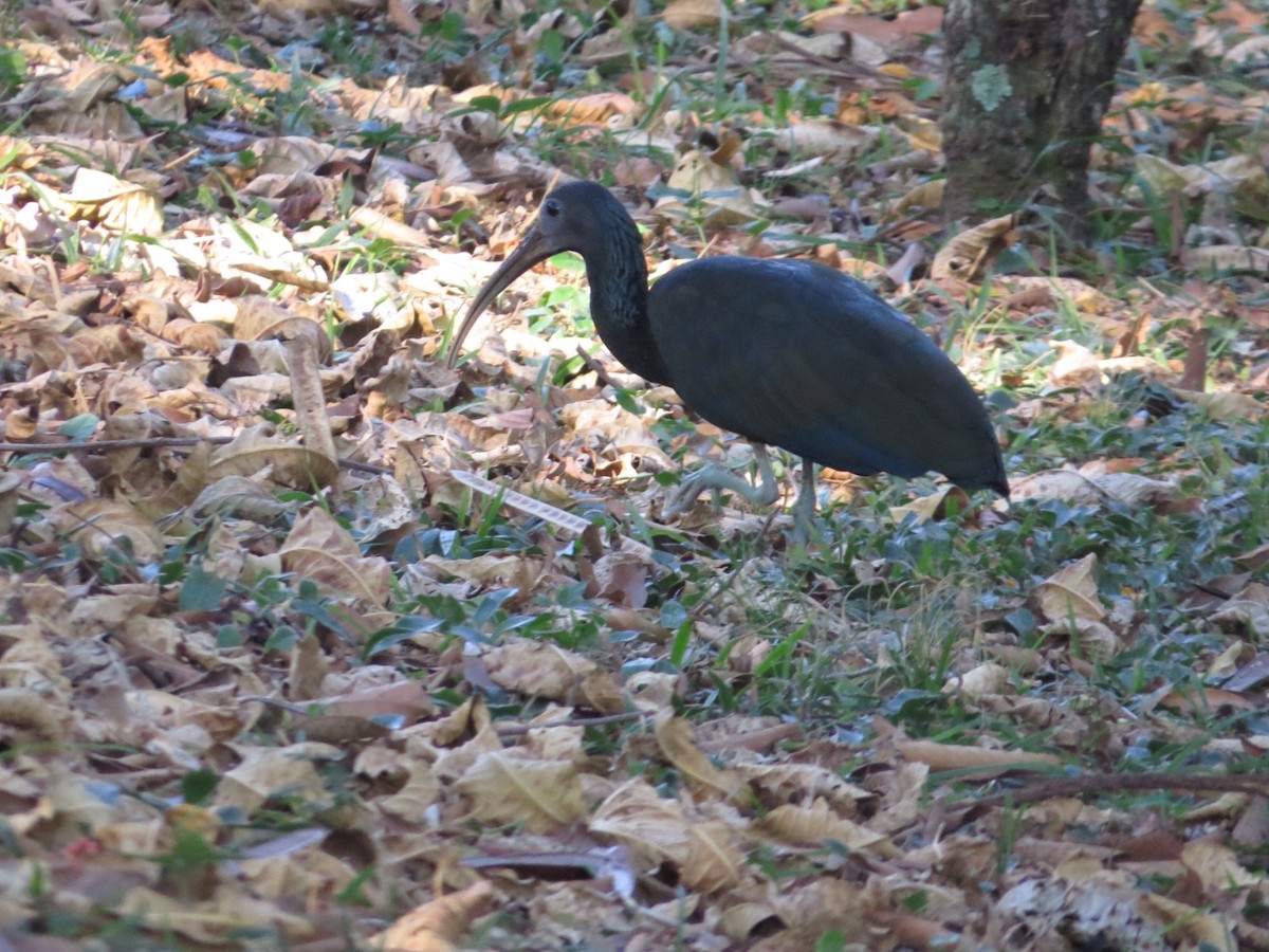 ibis zelený - ML619416297