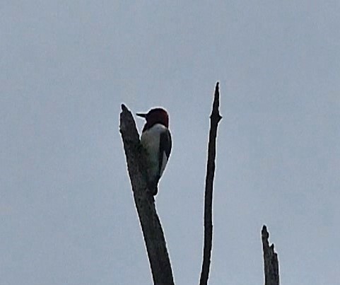 Red-headed Woodpecker - ML619416314