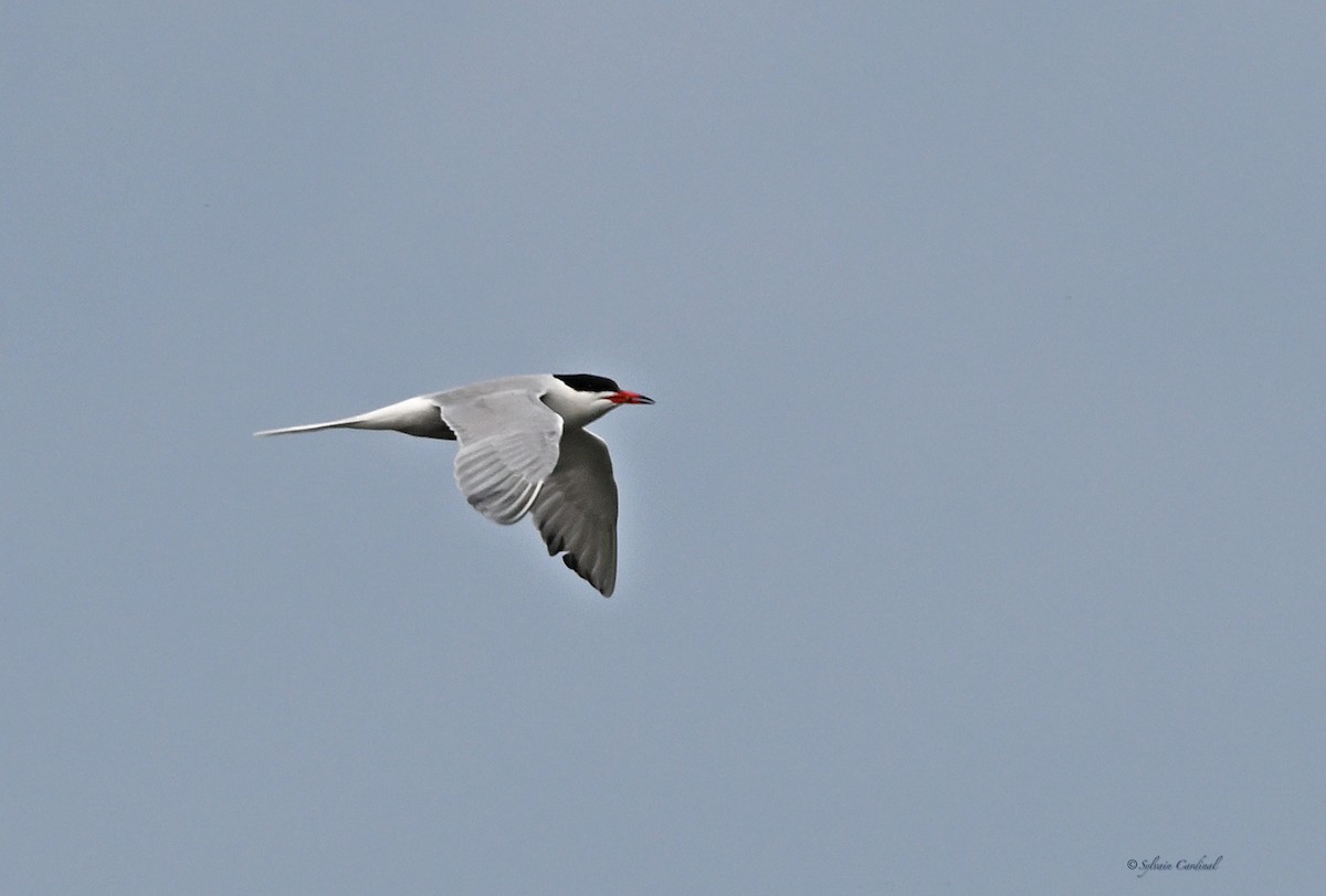 Common Tern - ML619416357