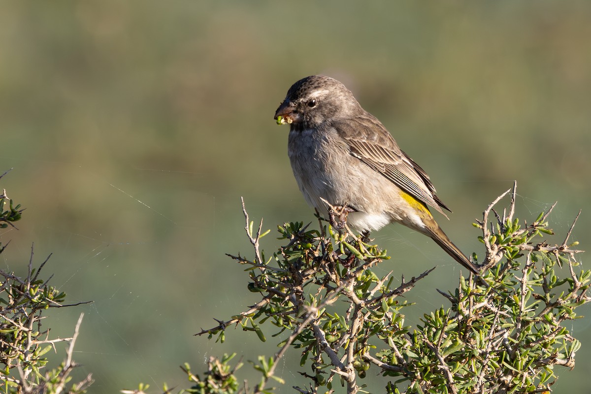 White-throated Canary - ML619416411