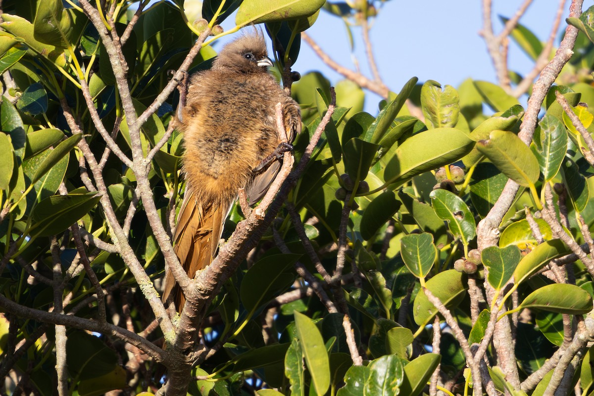 Speckled Mousebird - ML619416438