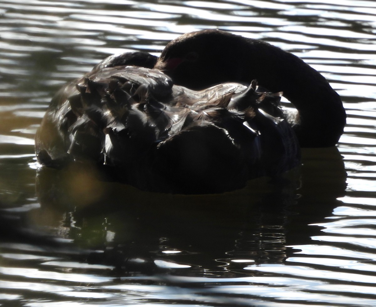 Black Swan - ML619416471