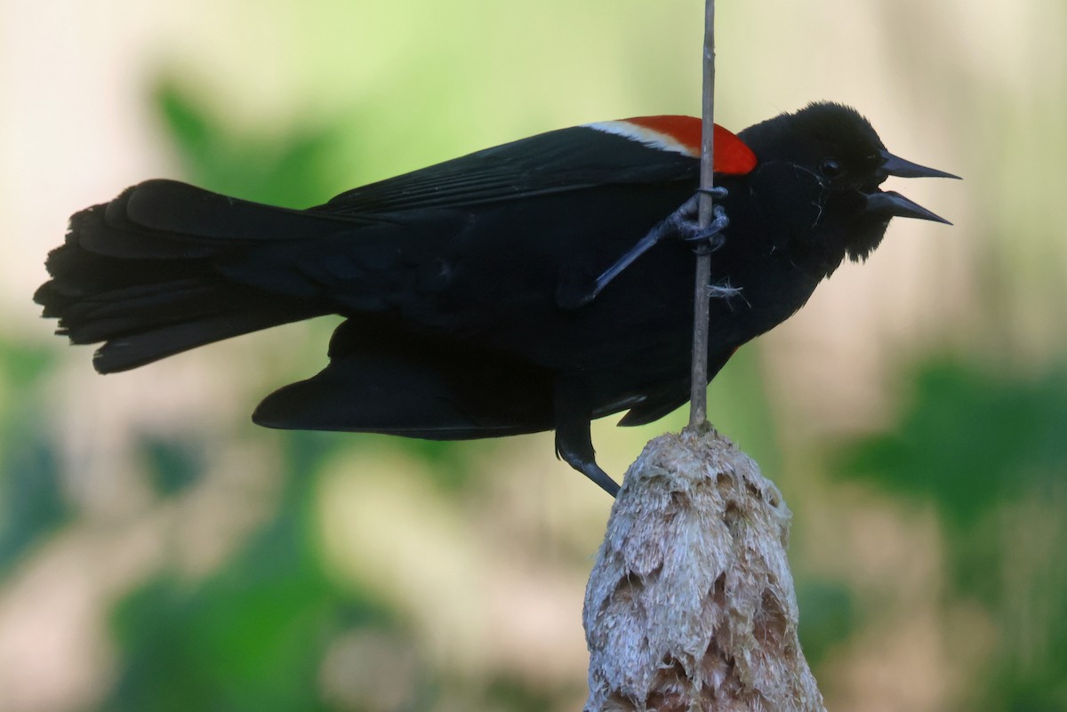 Red-winged Blackbird - ML619416497