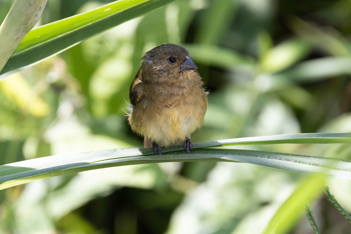 Yellow-bellied Seedeater - ML619416499