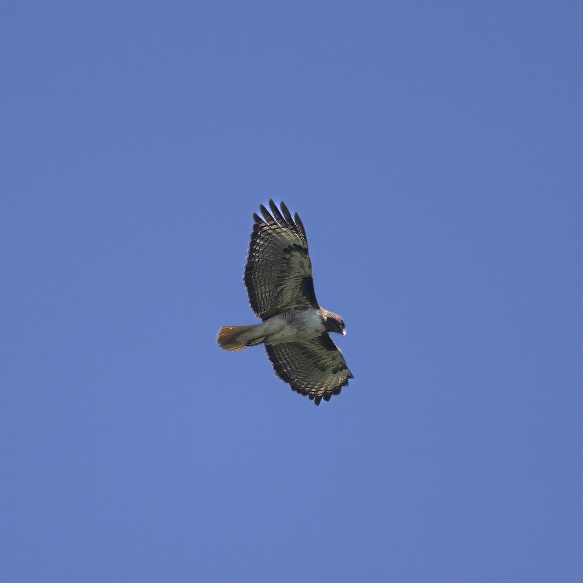 Red-tailed Hawk - ML619416515