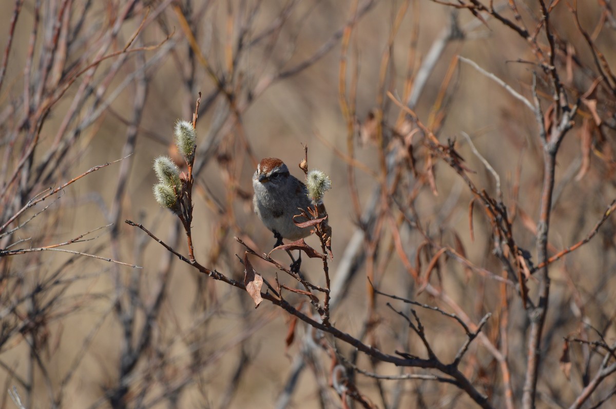 American Tree Sparrow - ML619416571