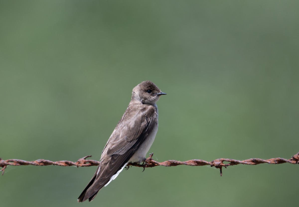 Northern Rough-winged Swallow - ML619416607