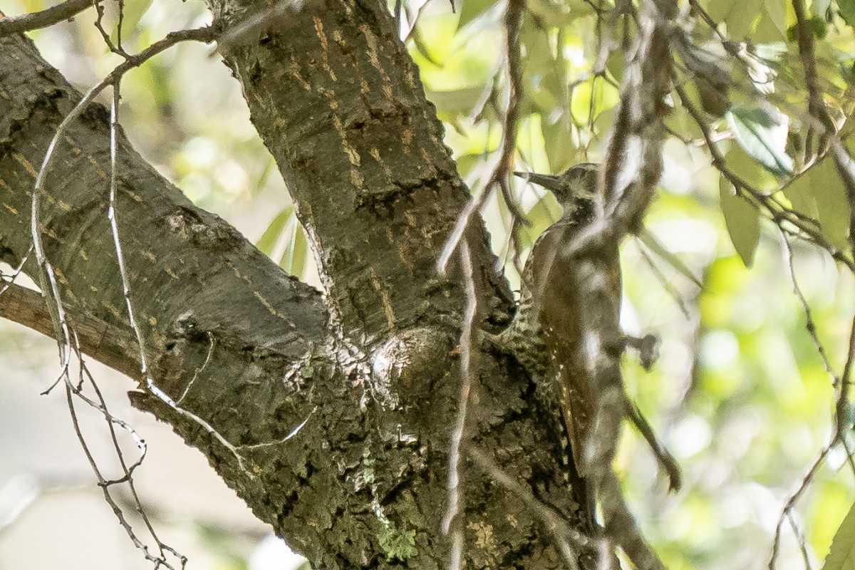 Arizona Woodpecker - ML619416617