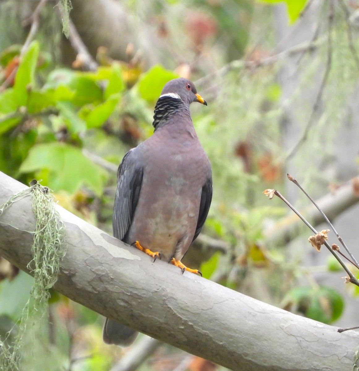 Band-tailed Pigeon - ML619416621