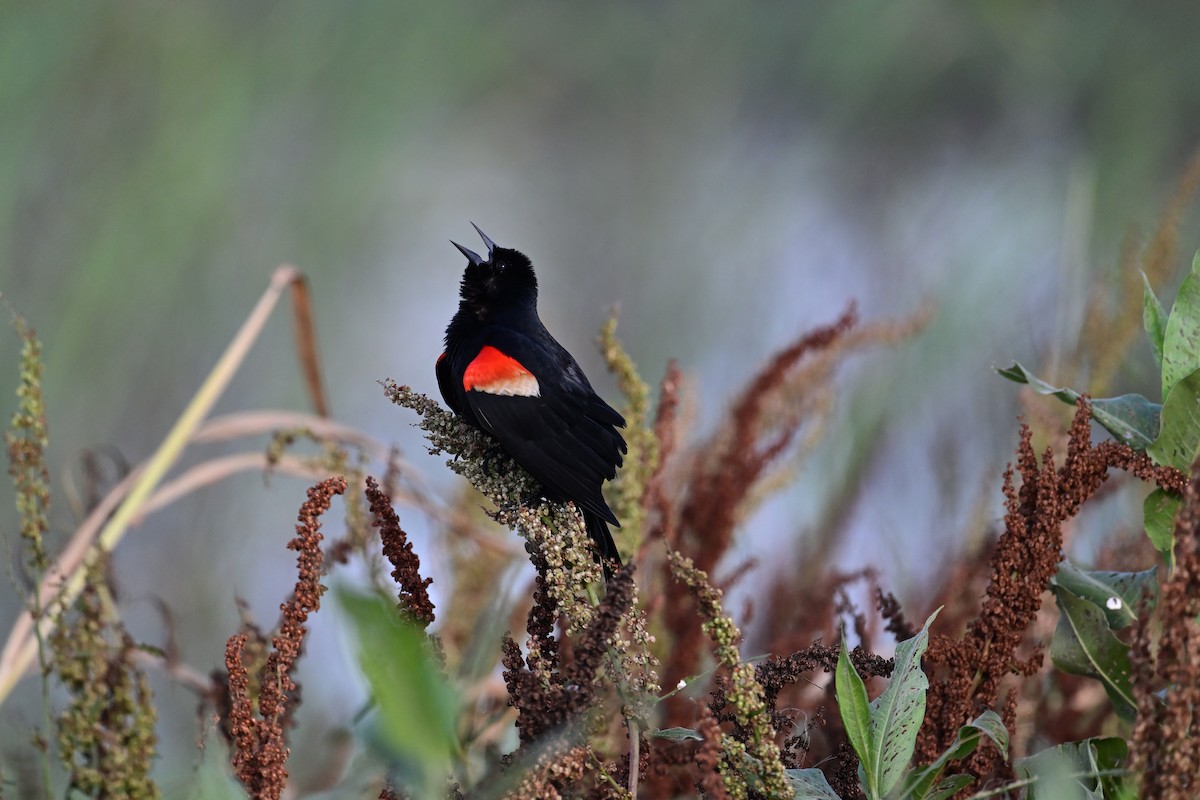 Red-winged Blackbird - ML619416622