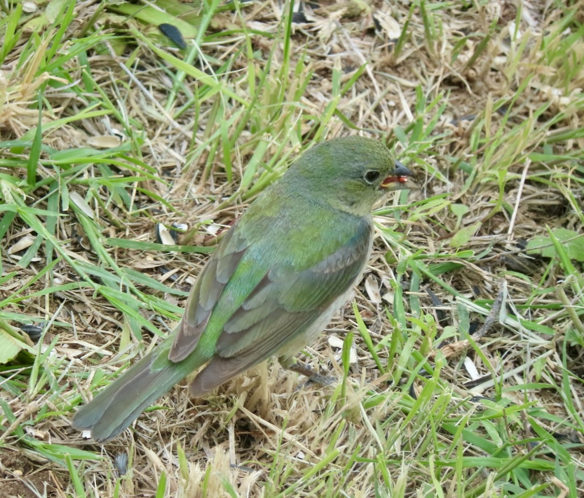 Painted Bunting - ML619416655