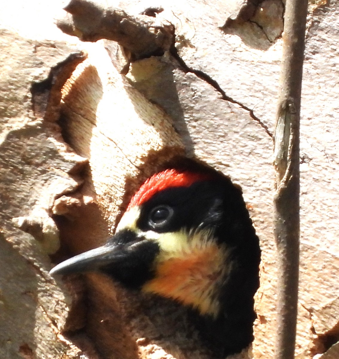 Acorn Woodpecker - ML619416680