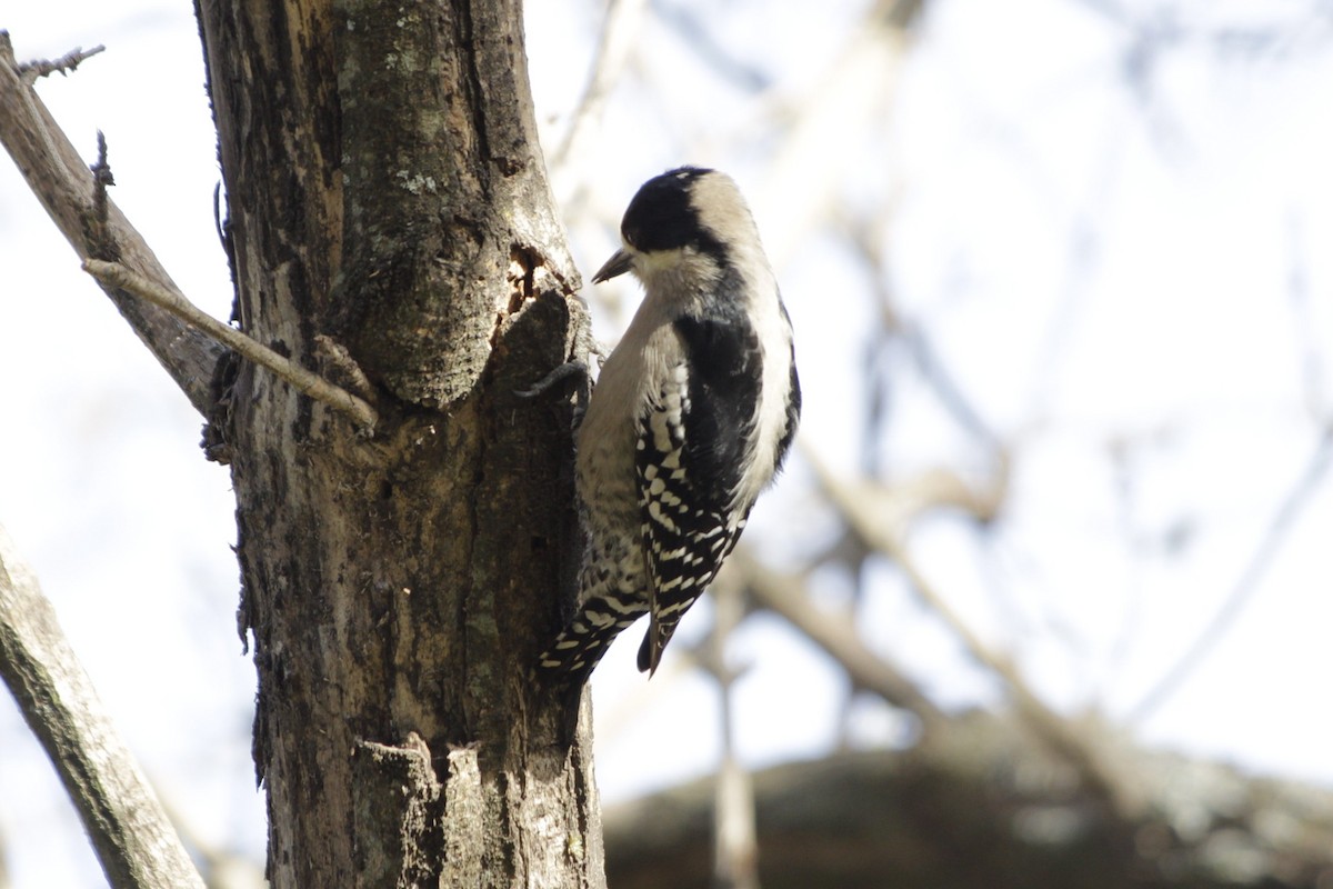White-fronted Woodpecker - ML619416697