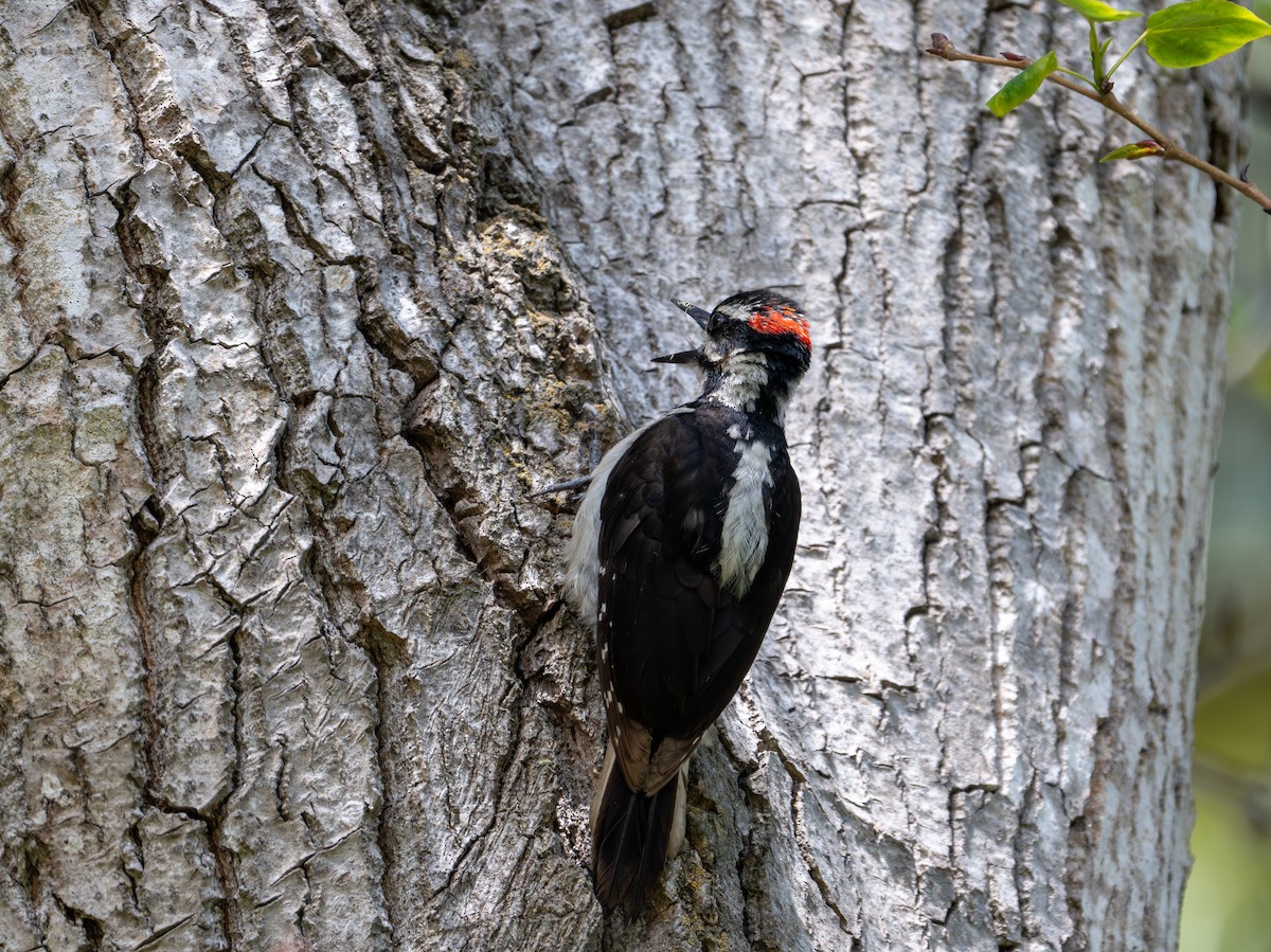 Hairy Woodpecker - ML619416718