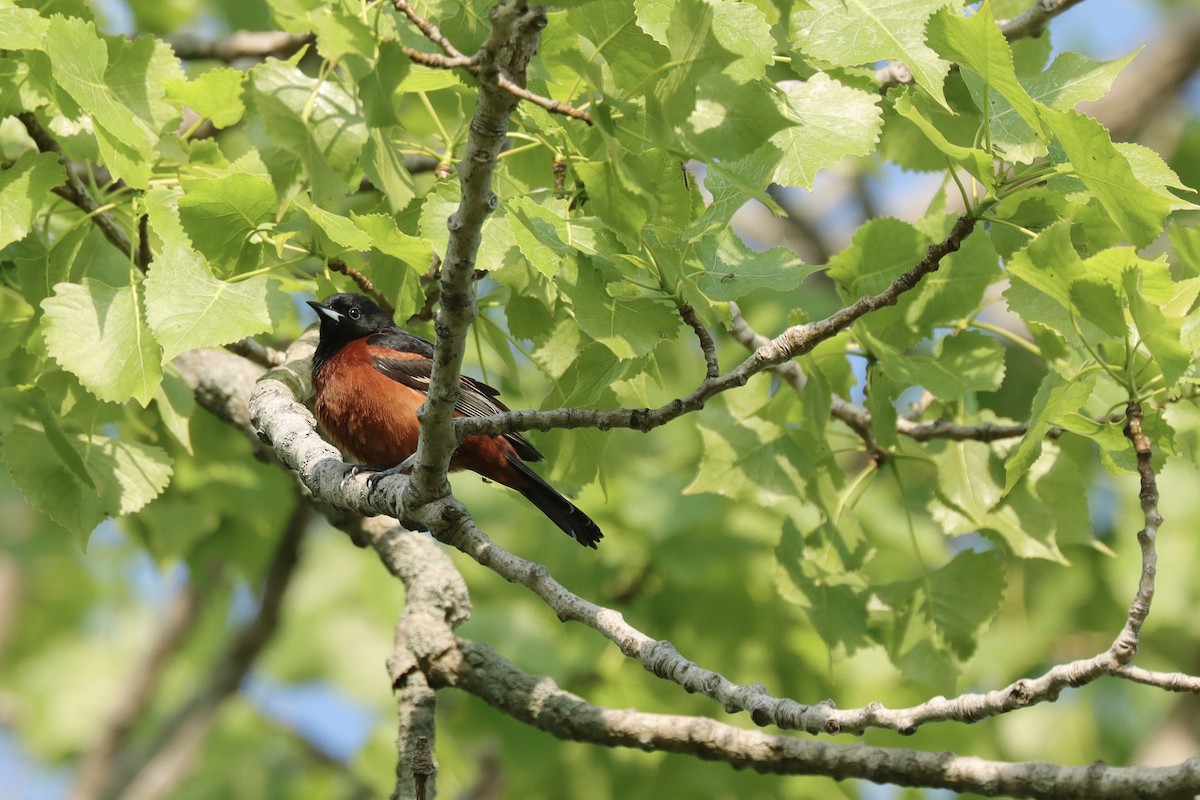 Orchard Oriole - ML619416719