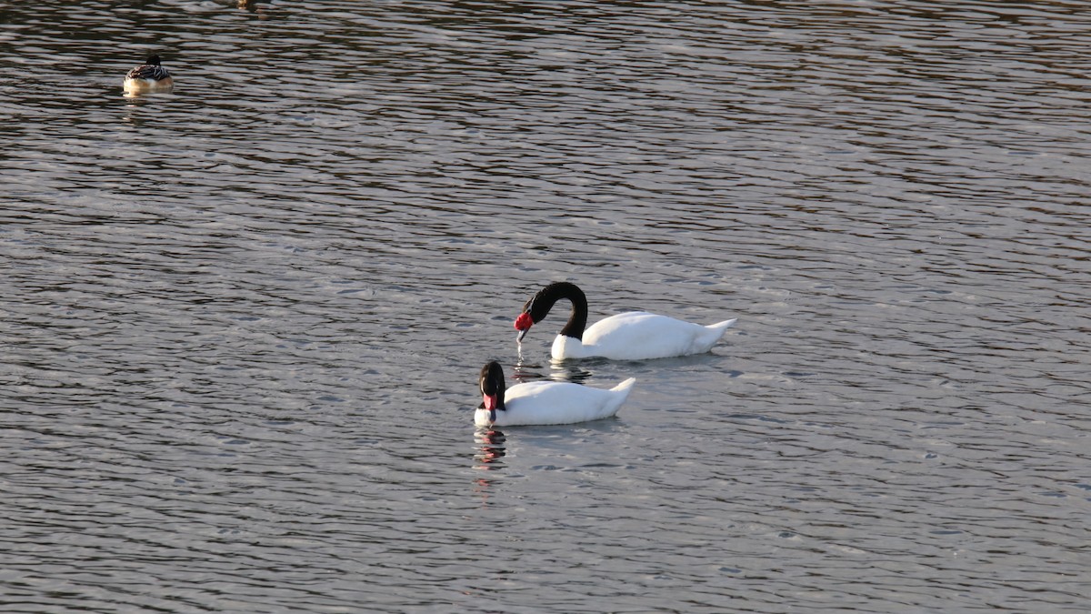 Black-necked Swan - ML619416724