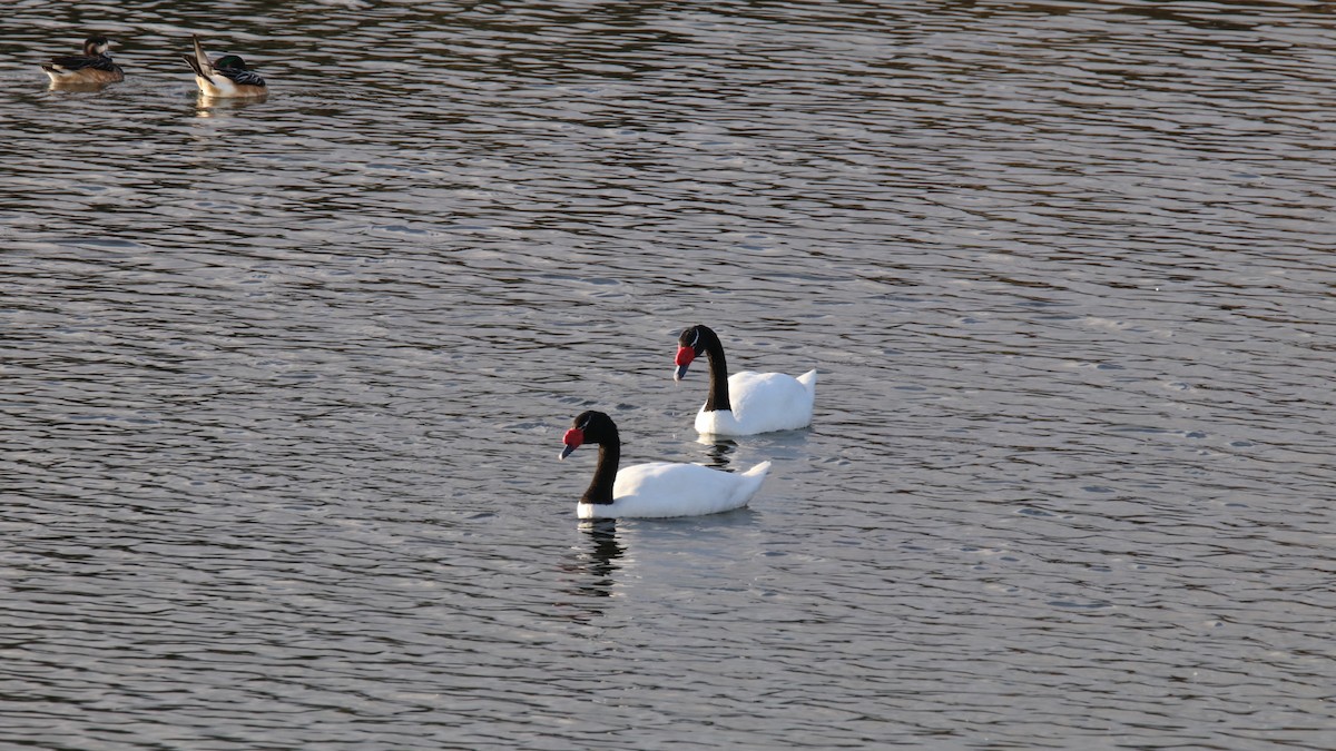 Black-necked Swan - ML619416740
