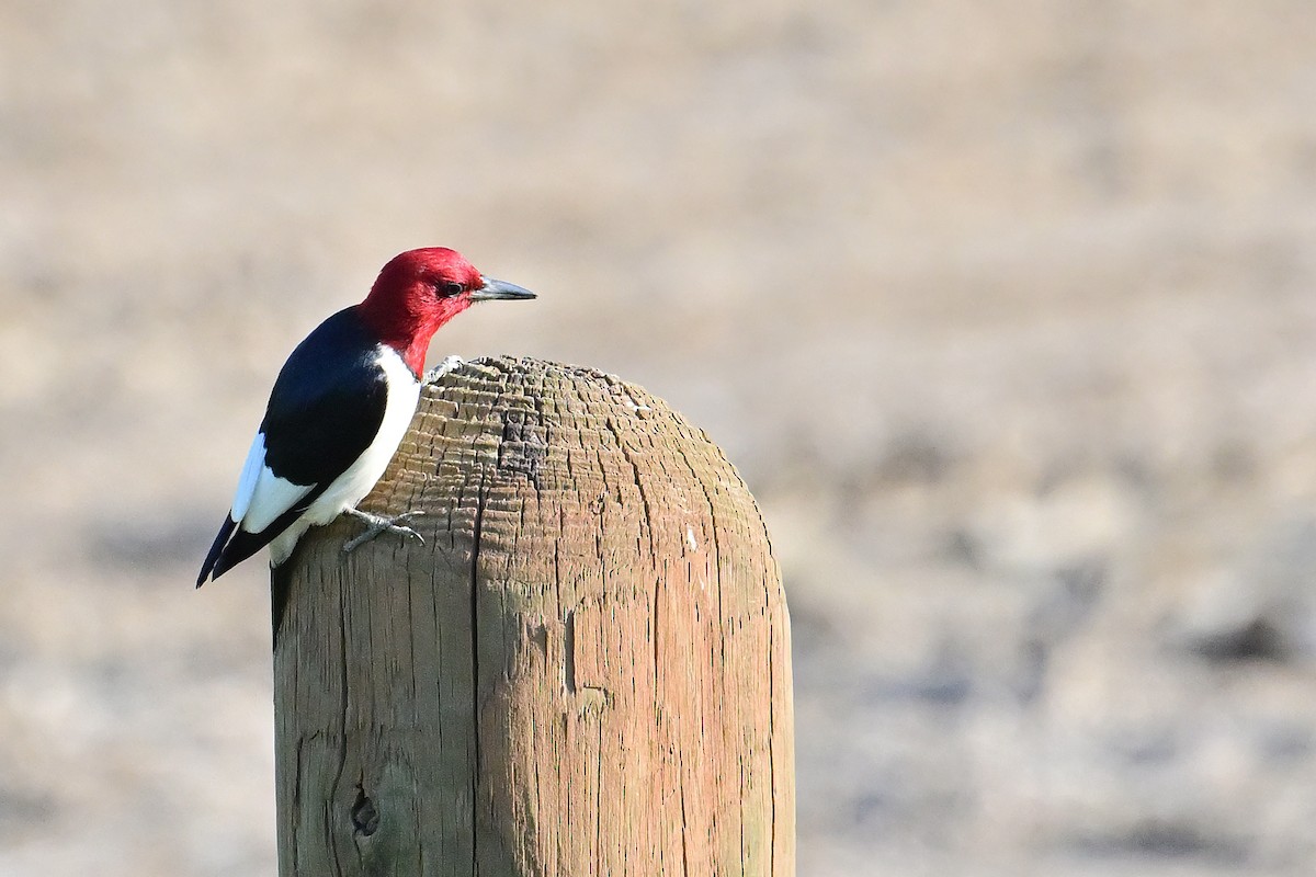 Red-headed Woodpecker - ML619416767