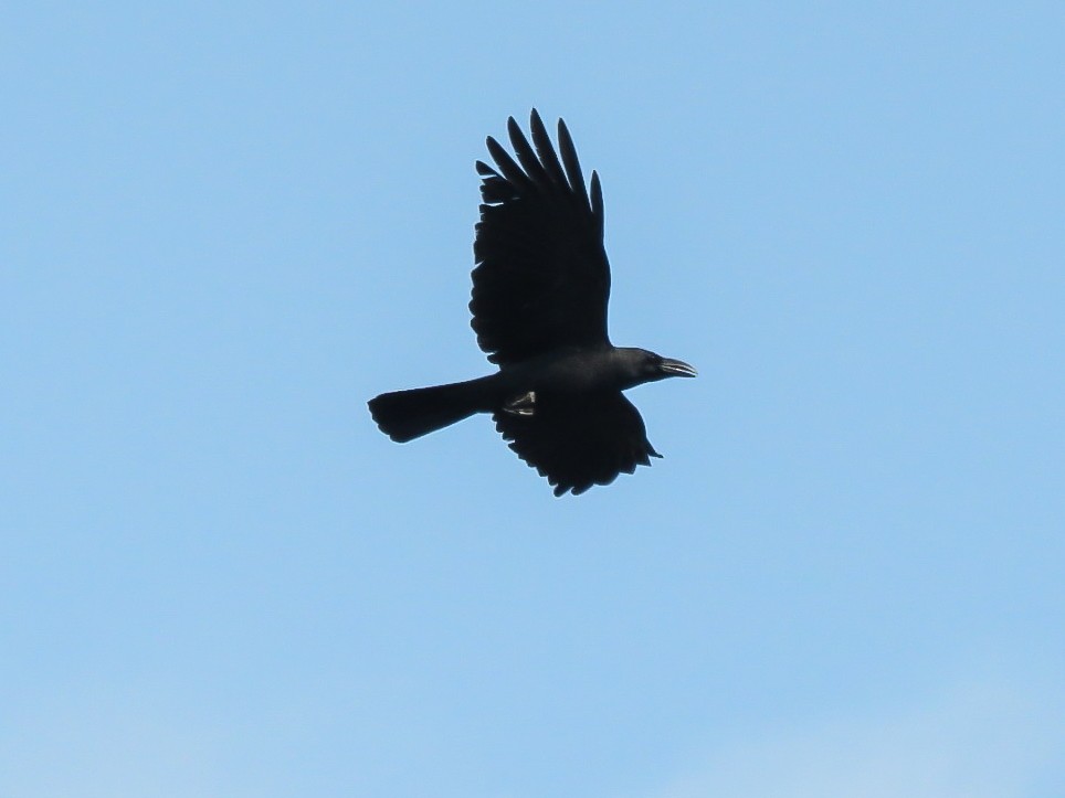 Large-billed Crow - ML619416784