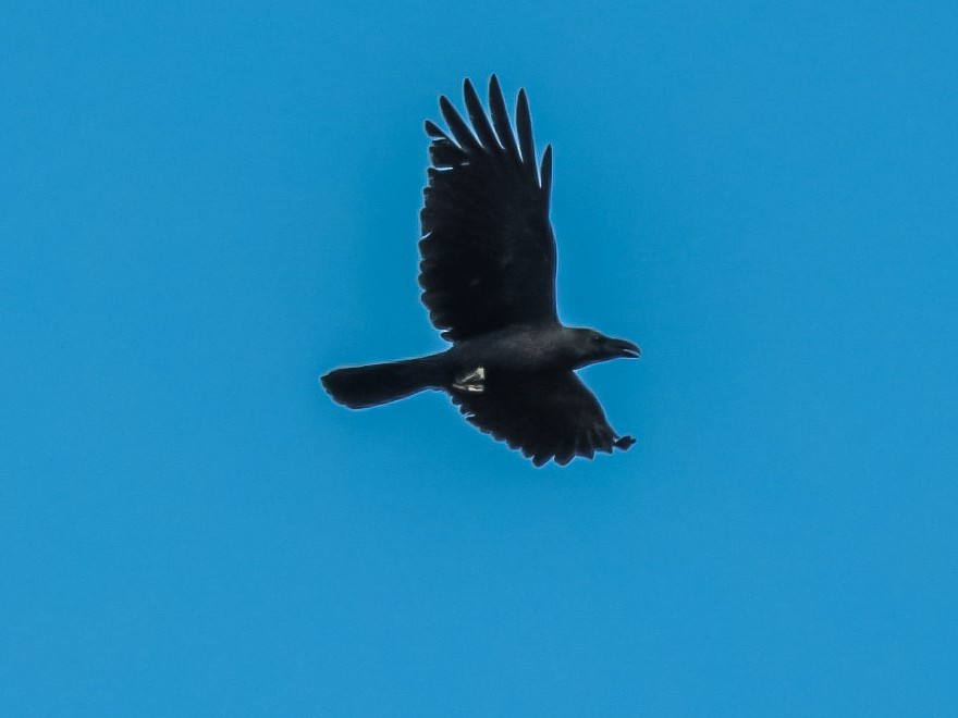 Large-billed Crow - ML619416785
