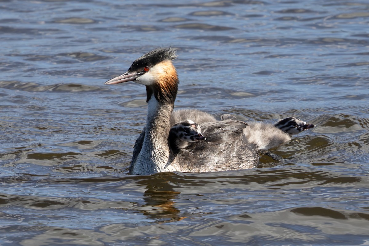Great Crested Grebe - ML619416794