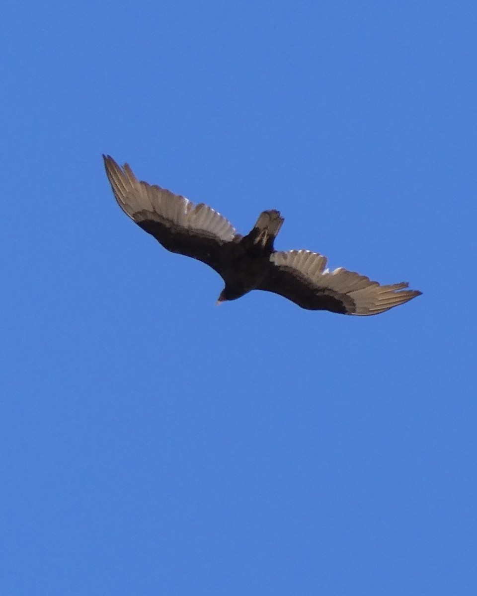 Turkey Vulture - ML619416817