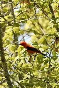 Scarlet Tanager - ML619416825