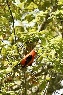 Scarlet Tanager - ML619416826