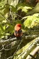 Scarlet Tanager - ML619416827