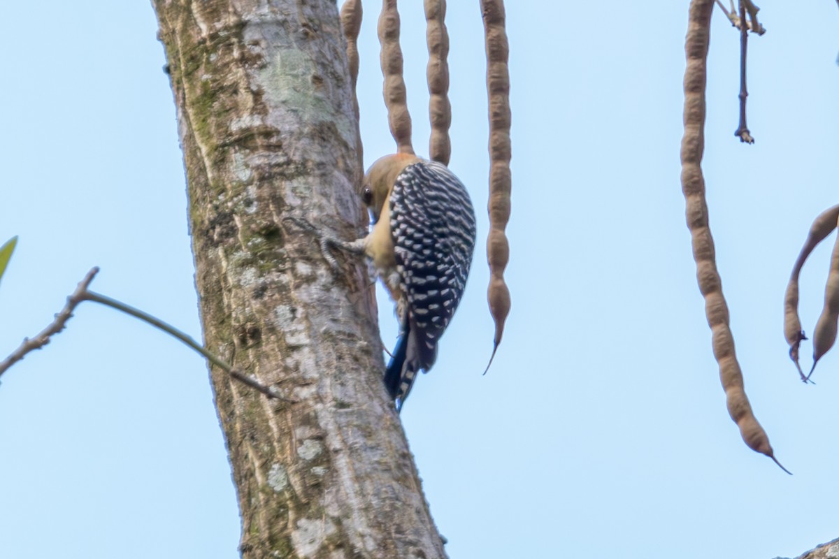 Red-crowned Woodpecker - ML619416836