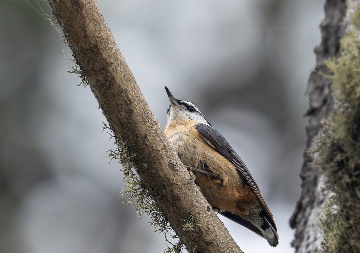 Red-breasted Nuthatch - ML619416856